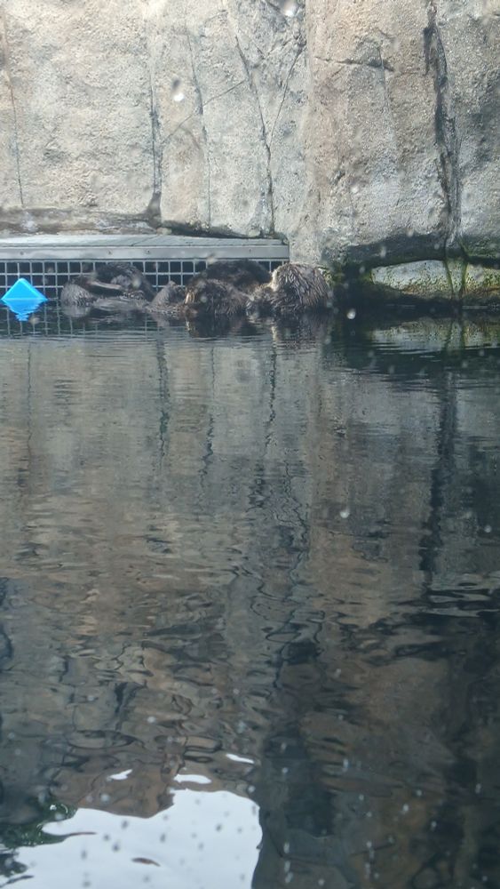 sea otters!! (they're eeping)