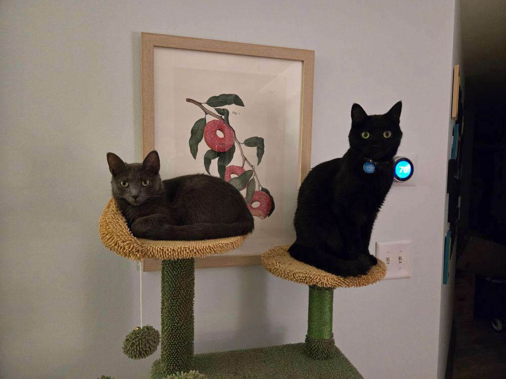 A grey cat and a black cat sitting on a cat tree together