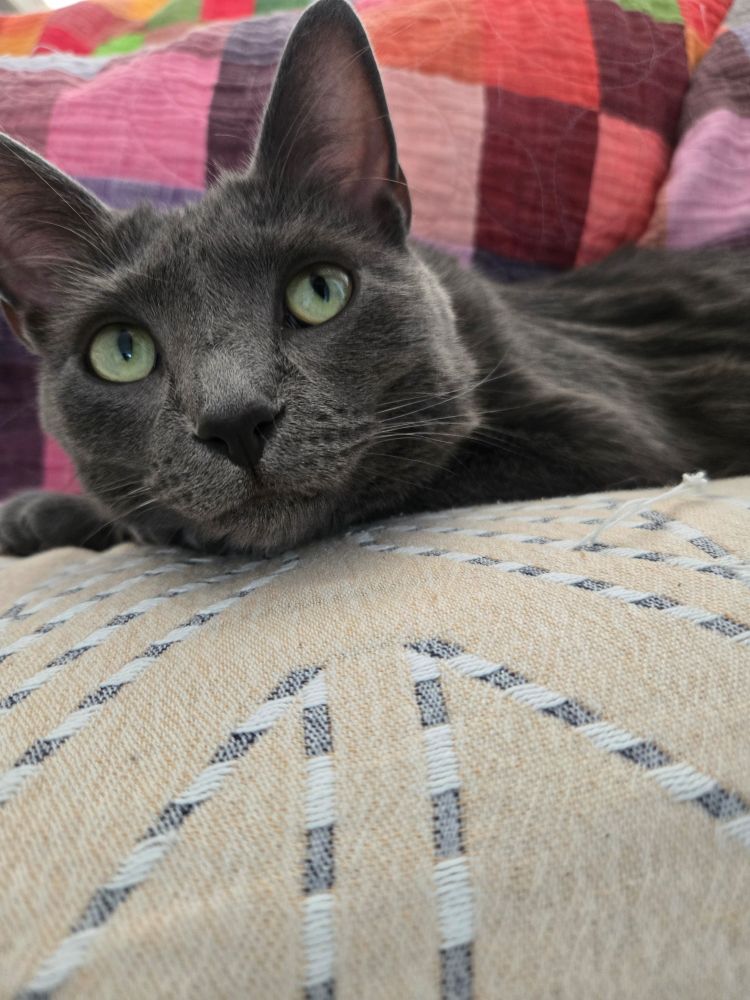 A grey cat with her head resting on a couch, looking up