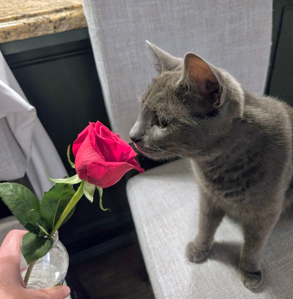A grey cat smelling a red rose being held out to her. 