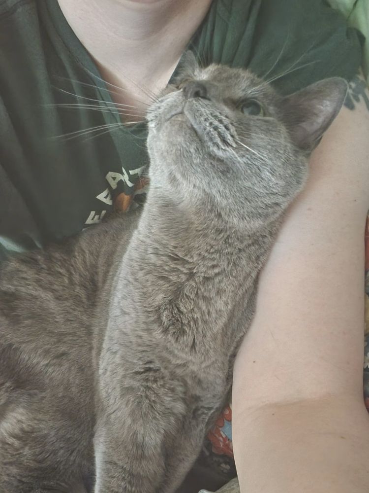 A grey old man cat sitting in a lap and looking up adoringly. 