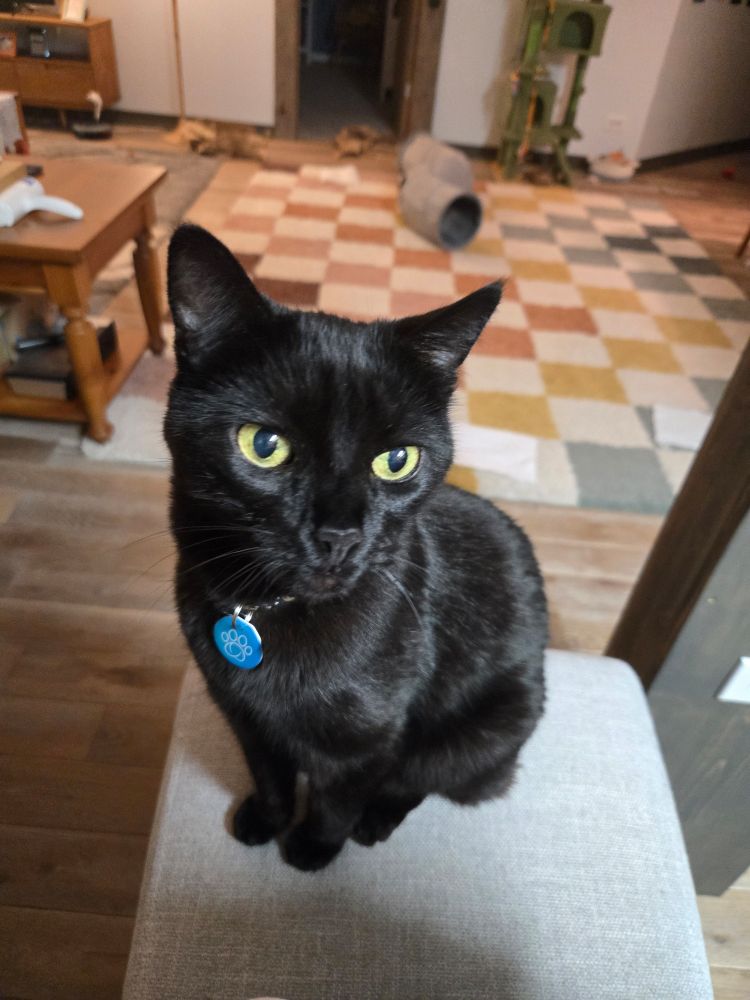 A black cat sitting on a bar chair. The living room behind him is totally cleaned and organized, honestly. 