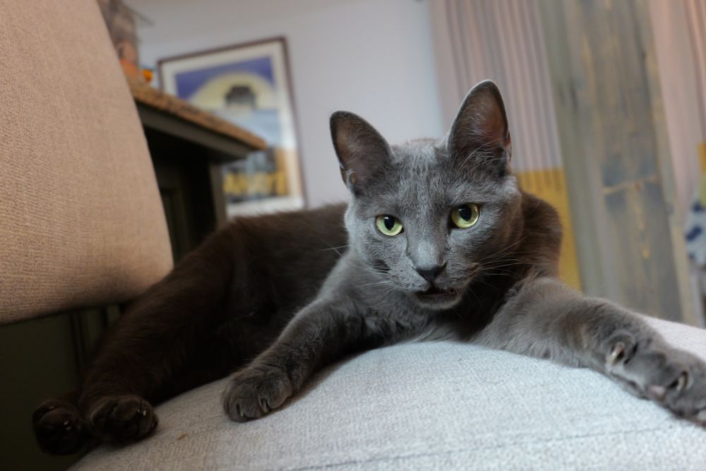 a grey cat laying on a bar chair, front legs splayed out in front, mouth slightly open.