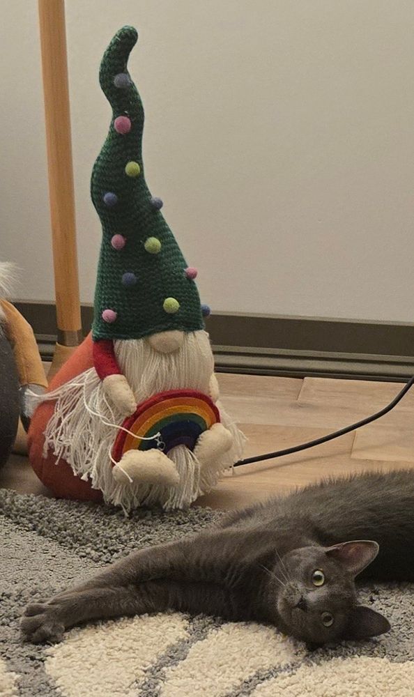 A grey cat stretched out, looking back at the camera in front of a fabric gnome with a rainbow