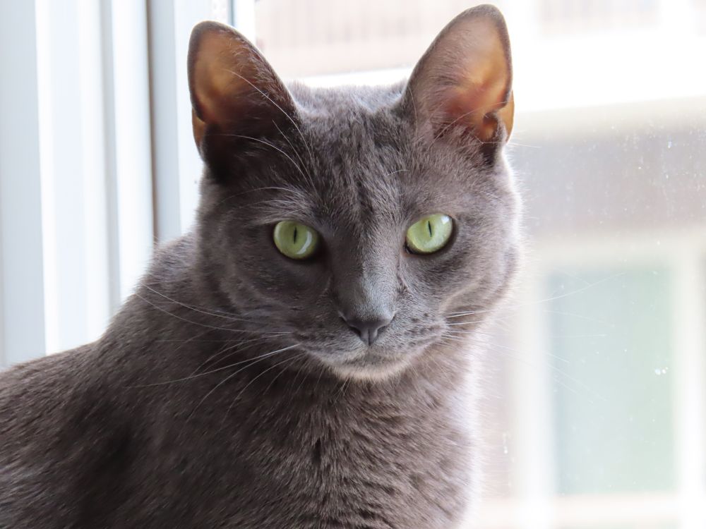 a grey cat looking directly at you