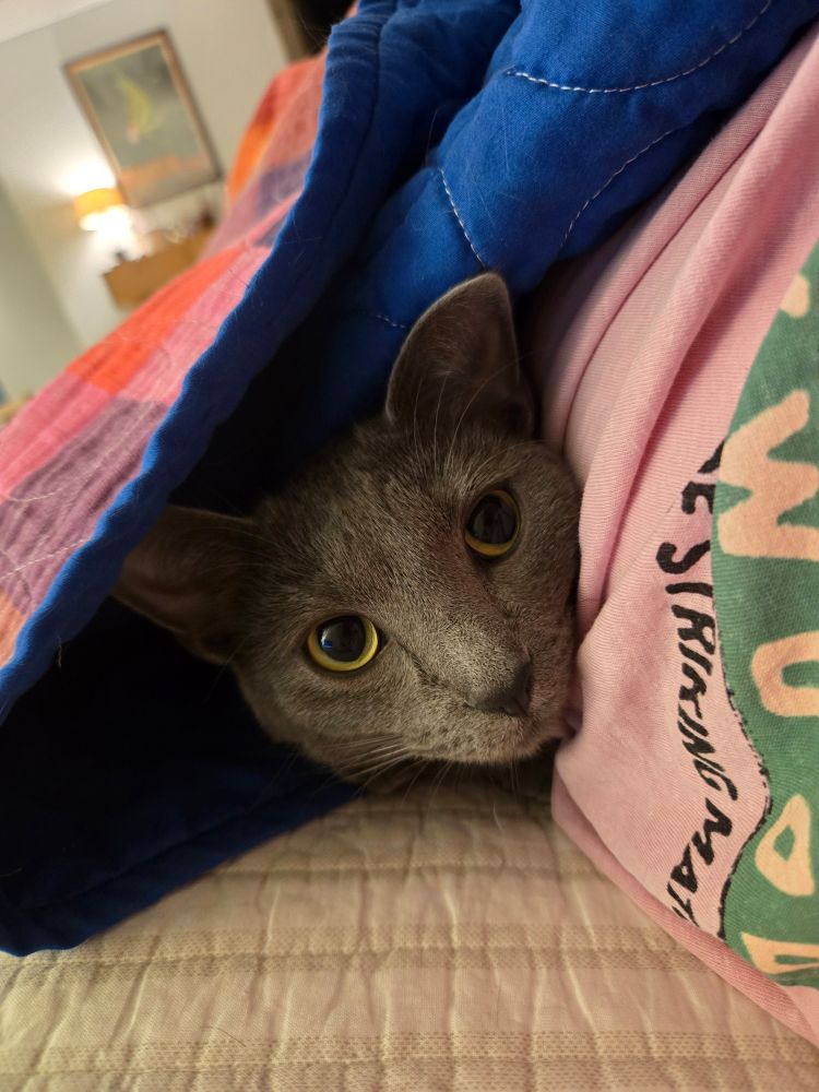 A grey cat snuggled under a blue quilt with just her head poking out