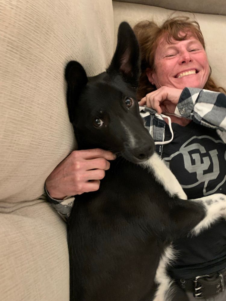 @mandy-moodles and Archer the border collie cross goofing around on the couch.
