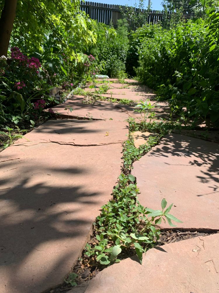 A red Flagstone pathway surrounded by stonecrop and lemon verbena