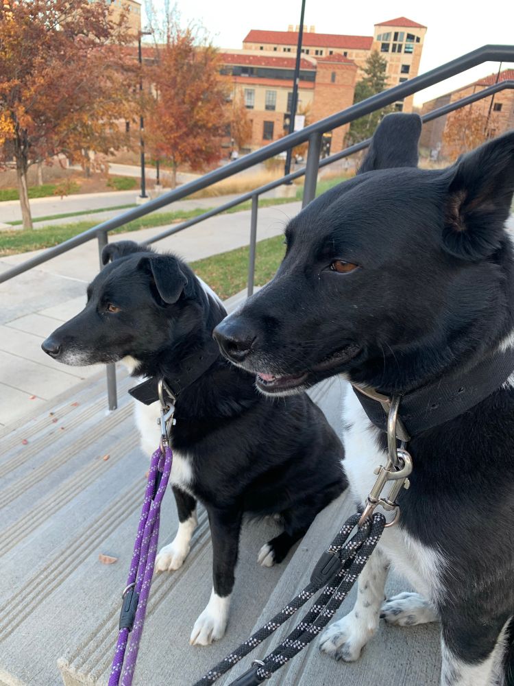 Black and white border collie mixes, sitting on concrete stairs, with sidewalks and locked bikes in the background. Holly’s gaze still attempting to burn through the brick.