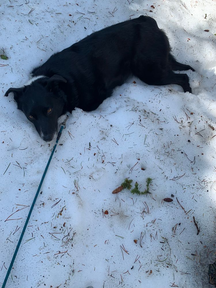 A mixed breed border Aussie laying in a pile of snow.  The snow is dusted with dirt, pine needles, and small pine cones.