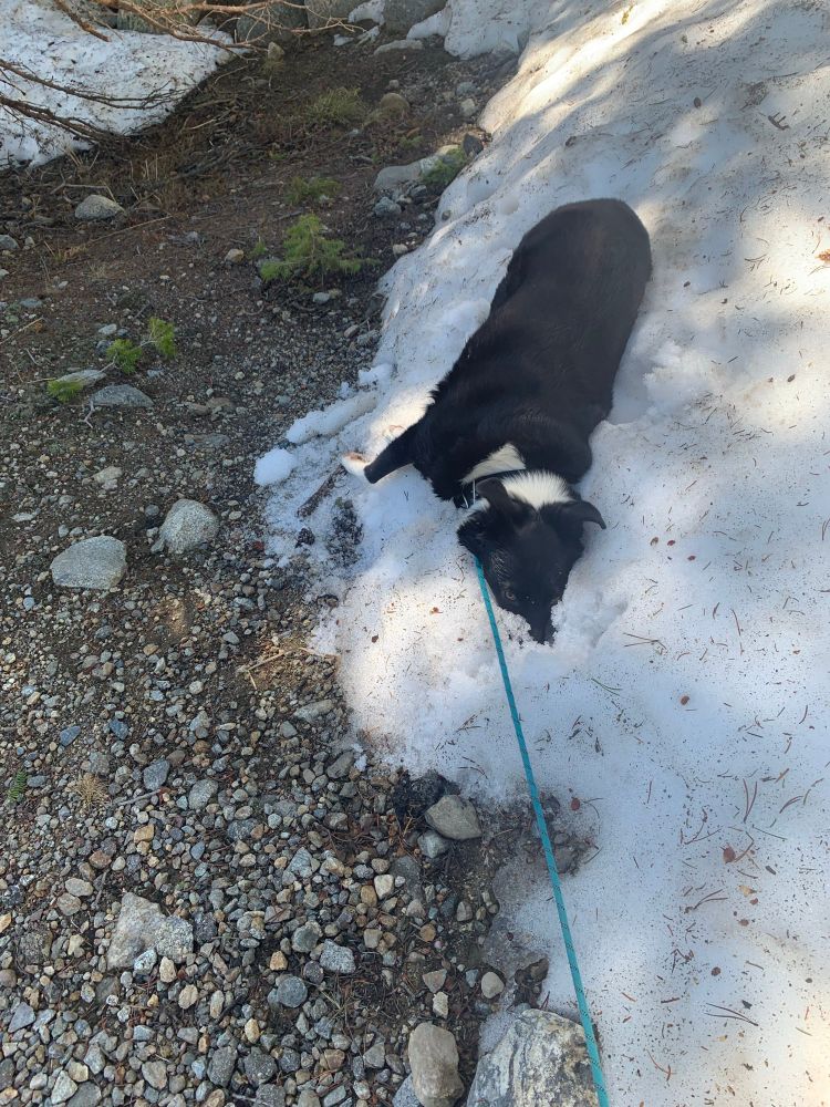 A border Aussie lying with her nose buried in a pile of snow.