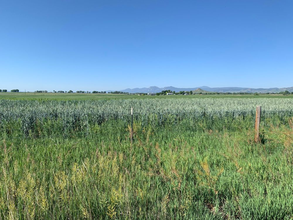Field of grass backed by a farmhouse, with the flat iron mountains in the background
