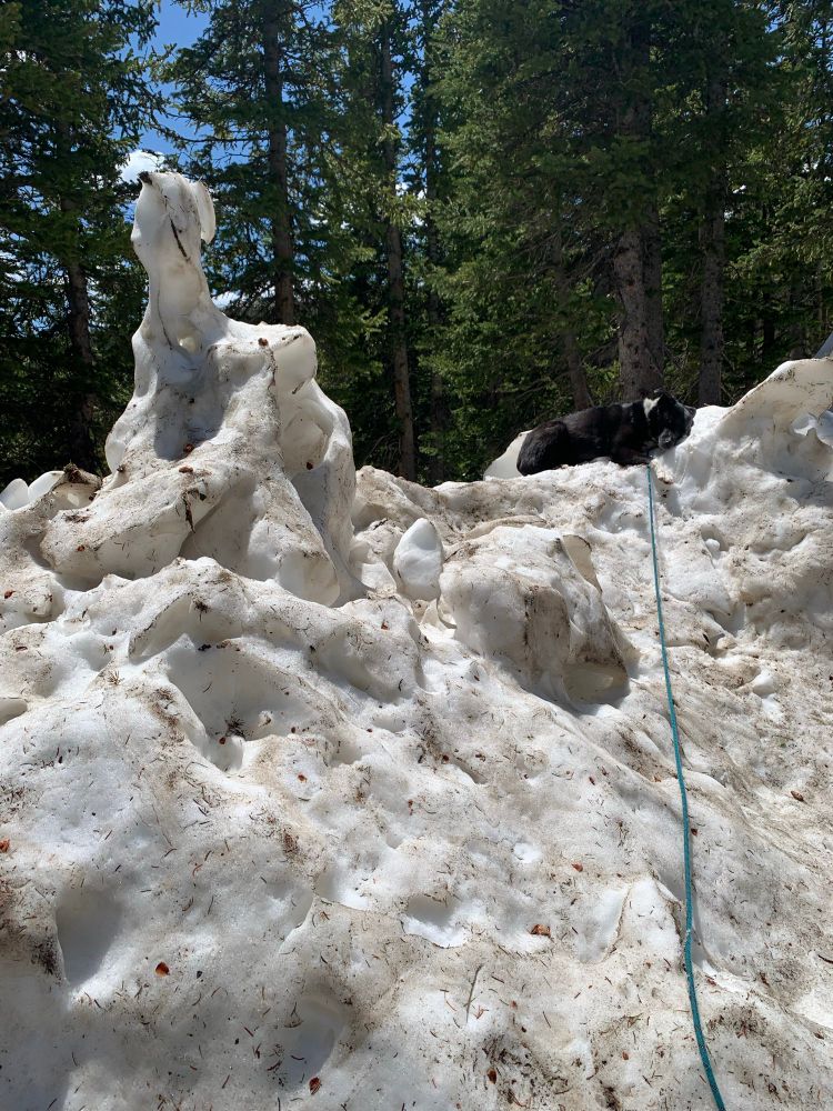 A border Aussie lying on top of a tall pile of snow, ready to take a nap in the sun, rather than walking back home.