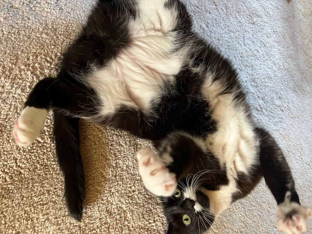 Black and white tuxedo cat lies on cream rug looking like a spatchcocked chicken