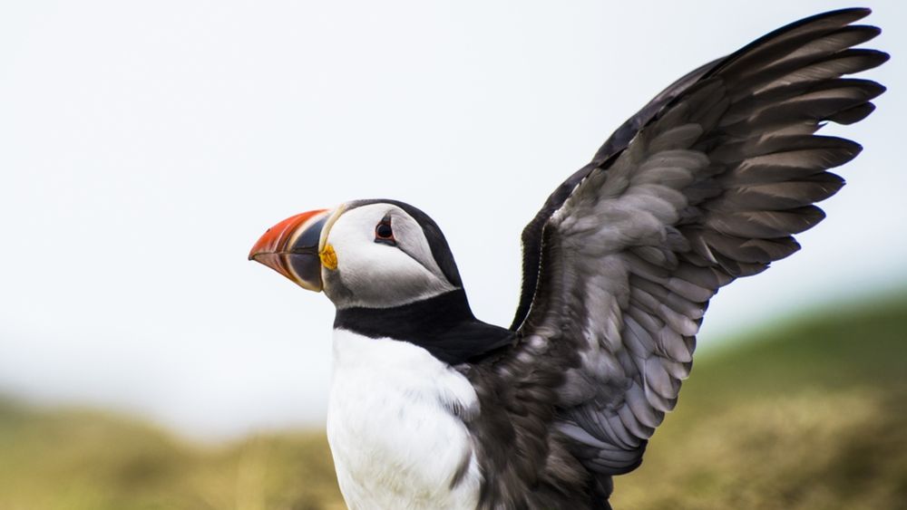 Puffin looking towards the sky. 
