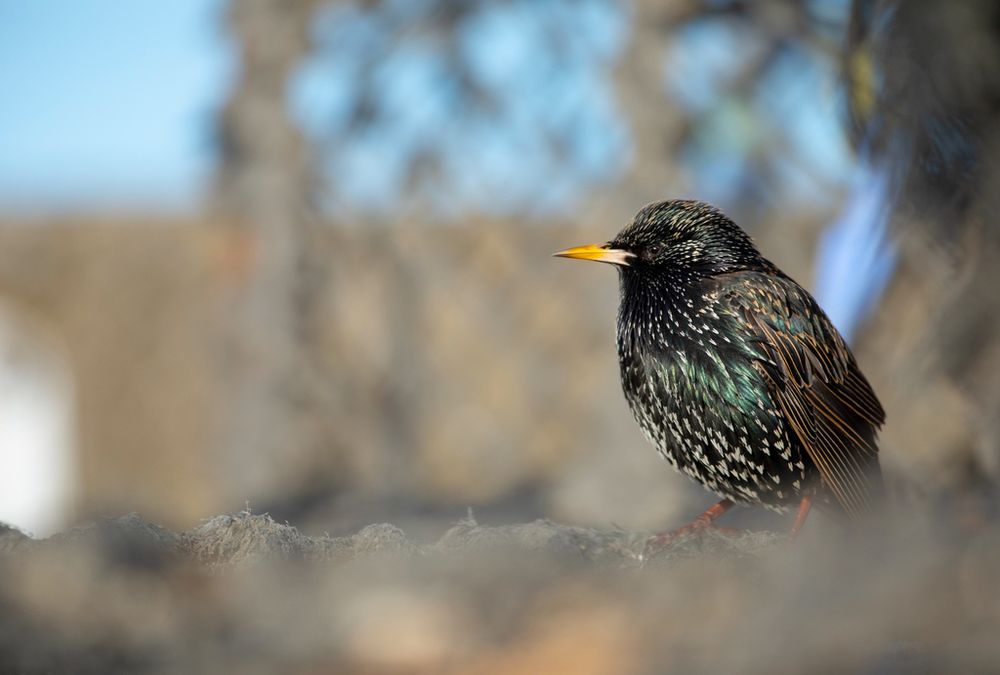 Starling sitting, credit to Ben Andrew, RSPB Images