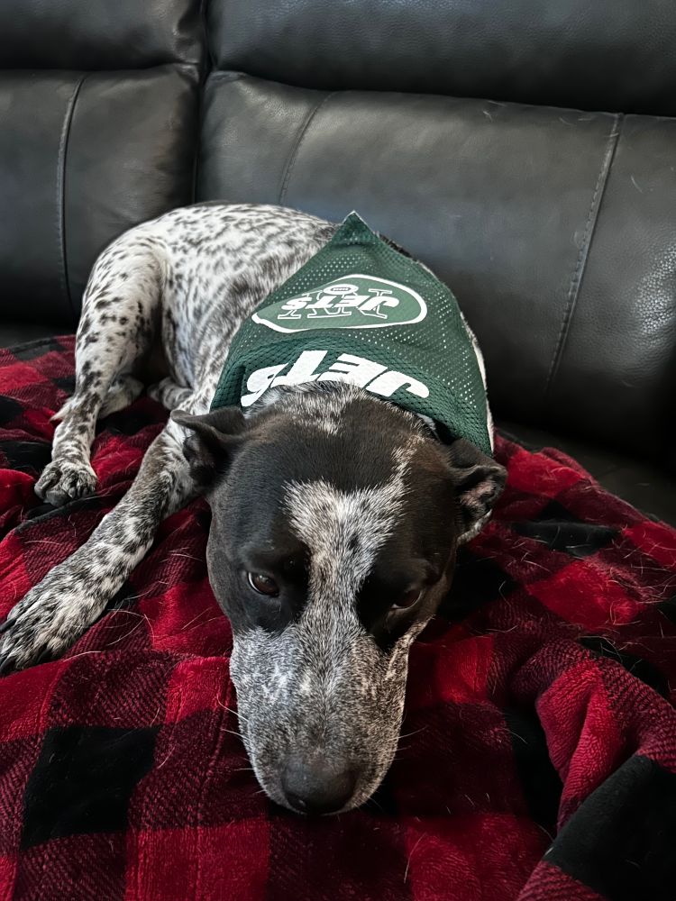 Cute dog wearing a Jets bandana is resting on a blanket on a sofa