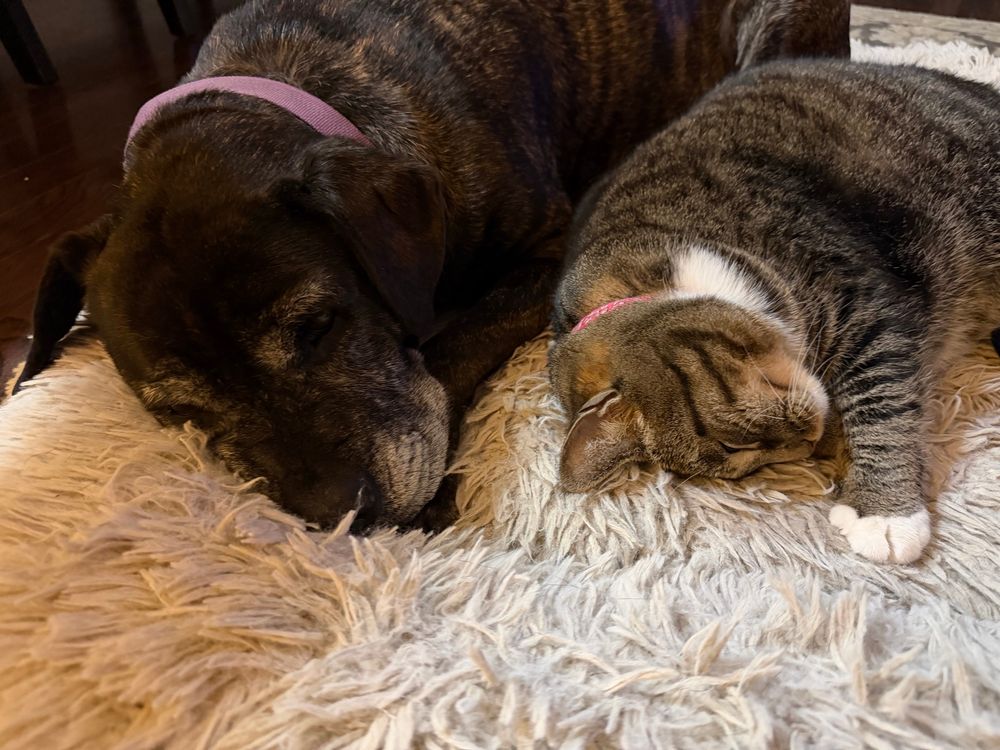 A brown dog and a tabby cat sleeping in a bed