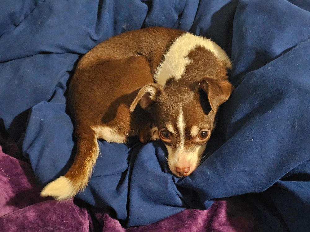 Cookie just being cute!