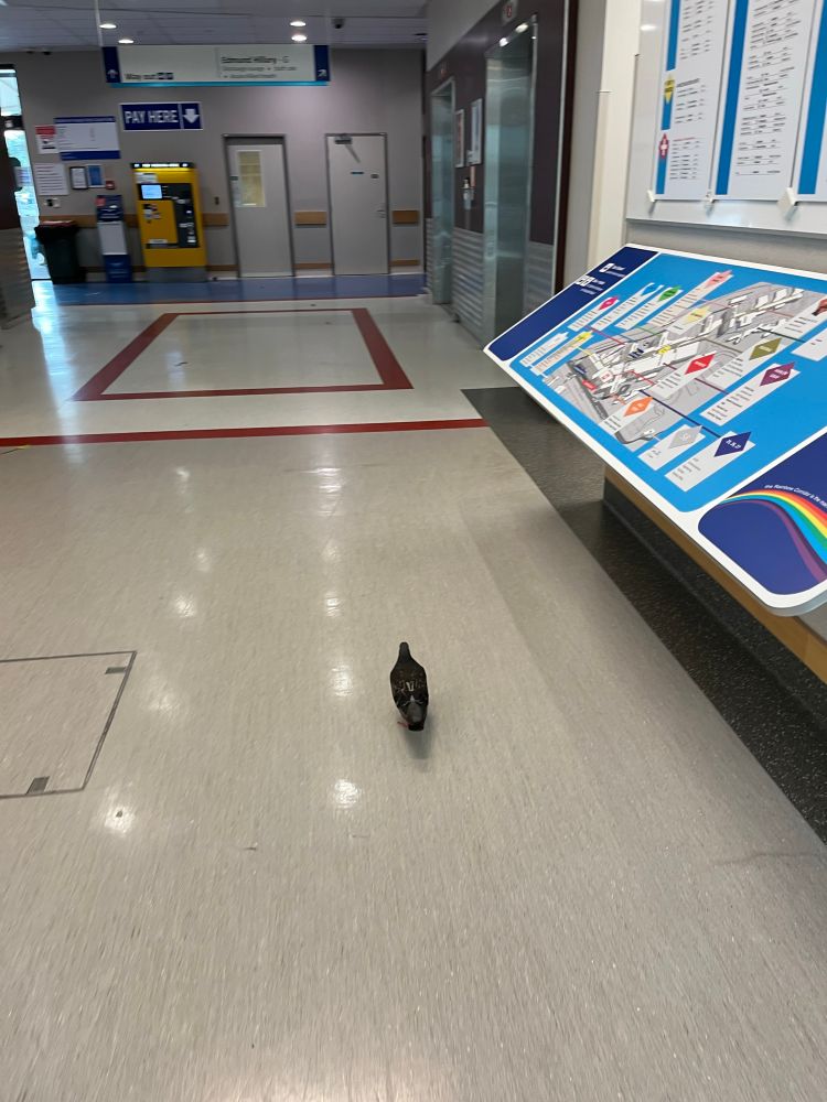 Pigeon wondering around the corridors of a hospital
