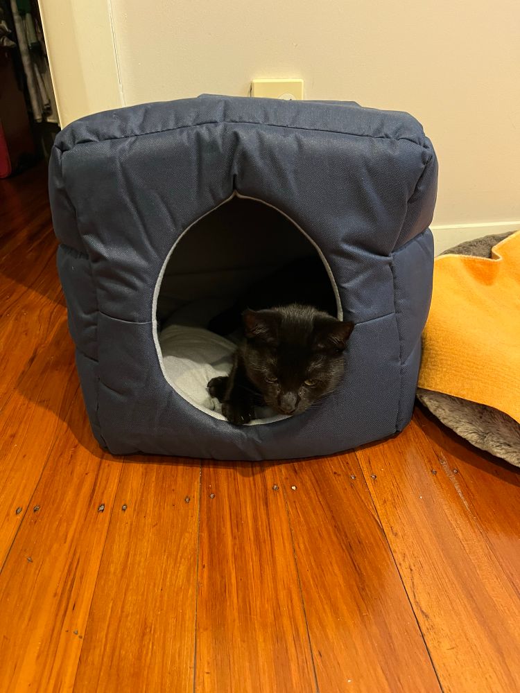 Black cat called bluebell sitting in blue fabric cube bed with a circle entrance, her face looking out to the room.