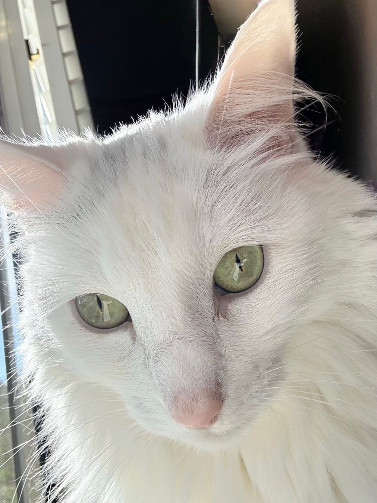 Close on a very fluffy white cat with enormous pink ears and striking green eyes. She is gazing into camera as though she can see the future. #catsky