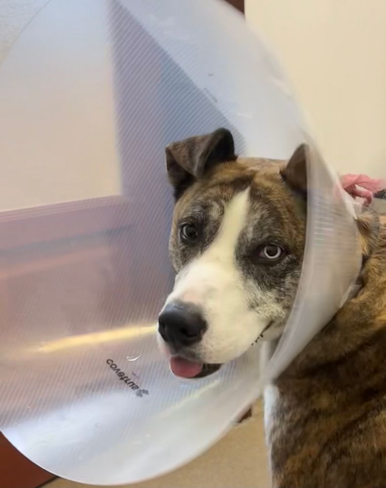A brindle and white husky pit bull mix with two different colored eyes looks over her shoulder, drugged and wearing a cone of shame. It’s very sad.