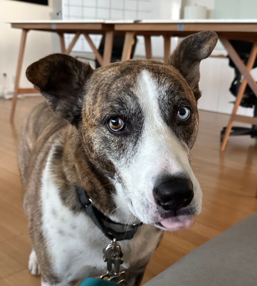A brindle and white husky/pitbull mix looks into camera, tongue out to bestow additional kisses. She is standing on a wood floor, with an empty table and episode board behind her. #dogsky