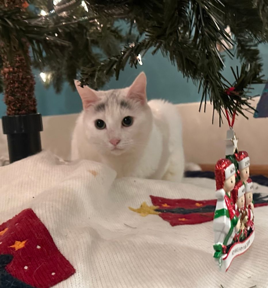 A round white cat with black eyebrows sits under a decorated Christmas tree, snuggled in what will be her home away from home for the next month. #catsky #christmas