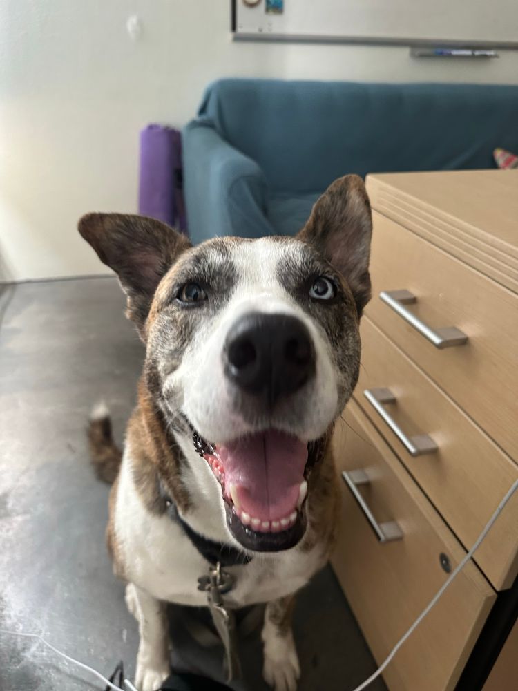 A brindle and white husky pitbull mix with one blue eye and one brown eye sits beside a blond wood desk, clearly having the time of her life.