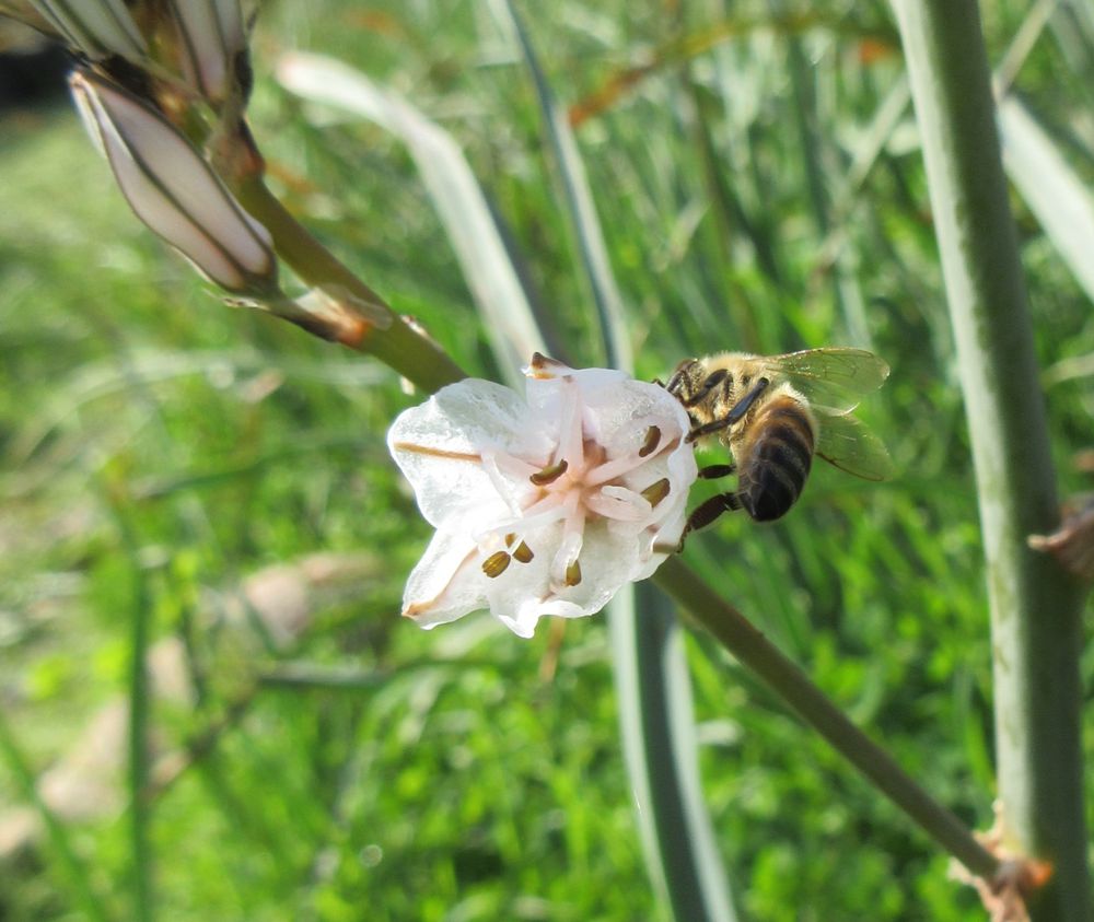 Apis mellifera (common european bee) foraging on an asphodel flower.