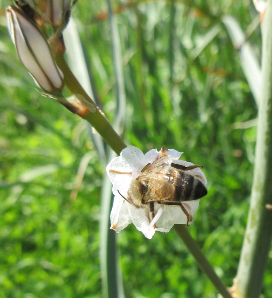 Apis mellifera (common european bee) foraging on an asphodel flower.