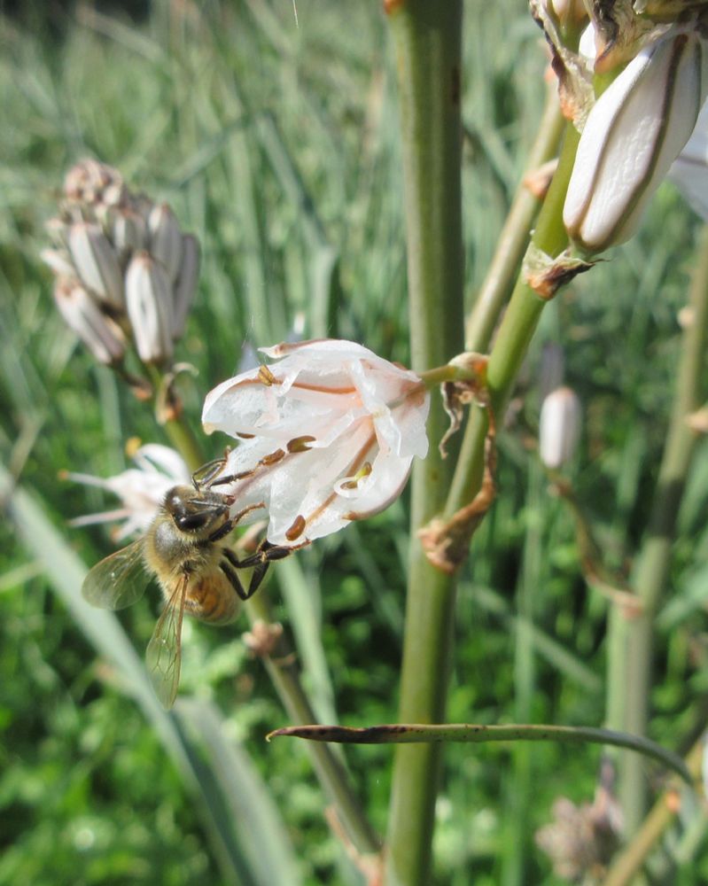 Apis mellifera (common european bee) foraging on an asphodel flower.