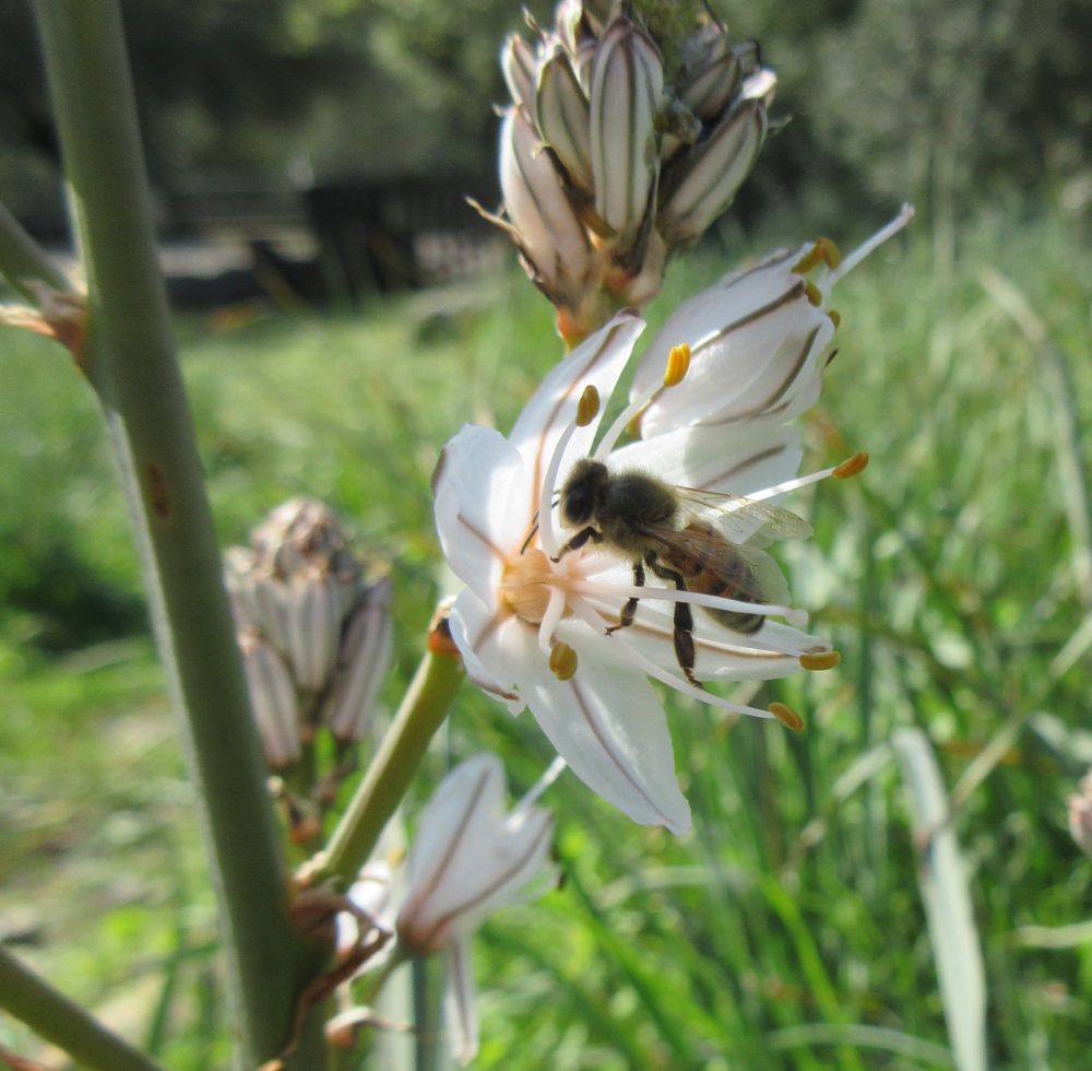 Apis mellifera (common european bee) foraging on an asphodel flower.
