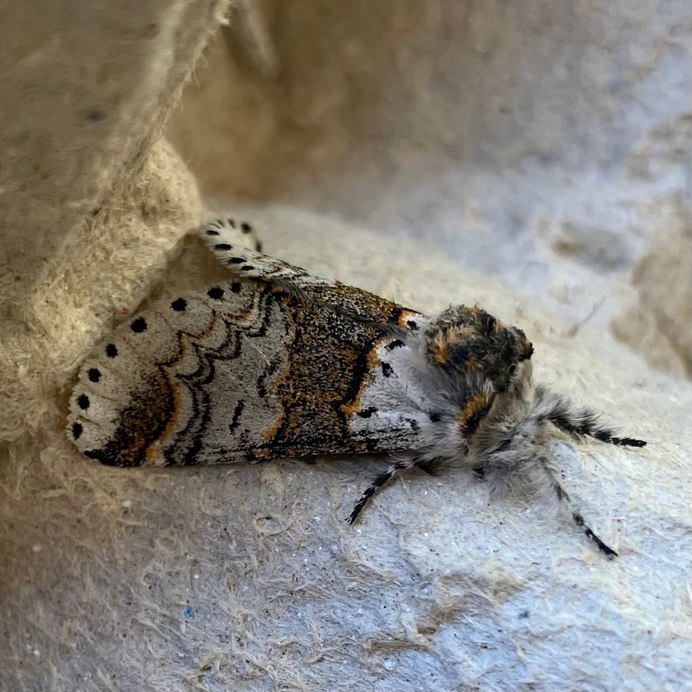 Sallow kitten : a moth wearing a striped jumper like my grandma used to knit 