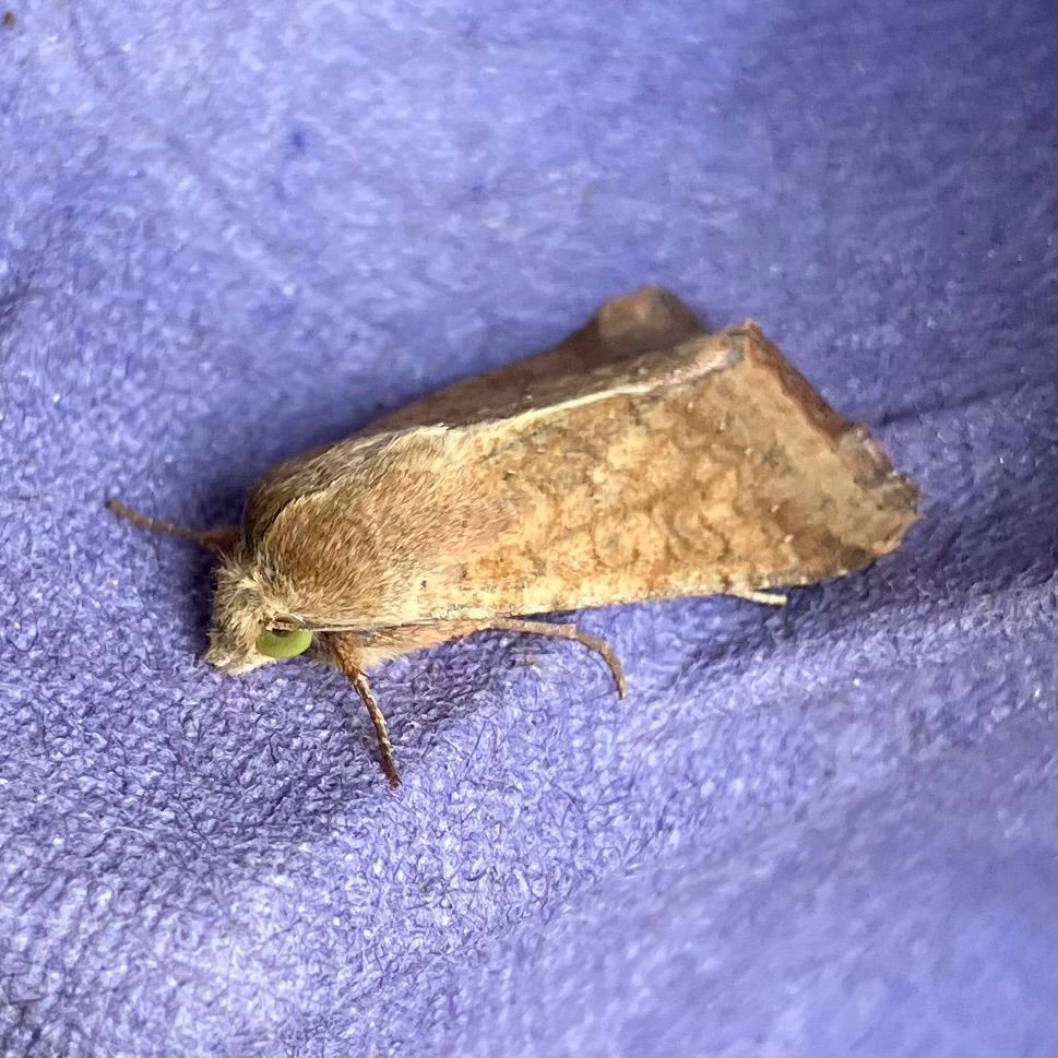 Scarce bordered straw, a pale brown moth with finely traced patterning and eerie green eyes 