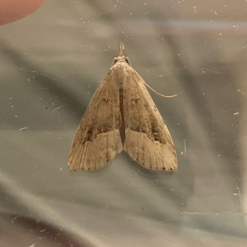White-line snout: rare mini snout species (macro-moth).