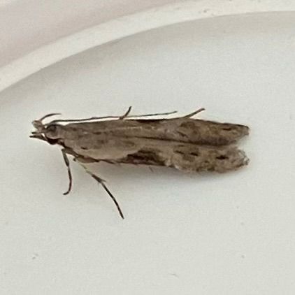 Hypatima rhomboidella : Black rhomboid grey is another rare moth in these parts