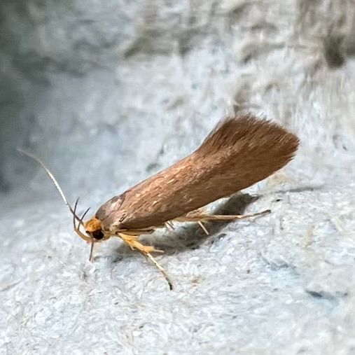 Catoptria falsella, brown micromoth in characteristic head down posture.