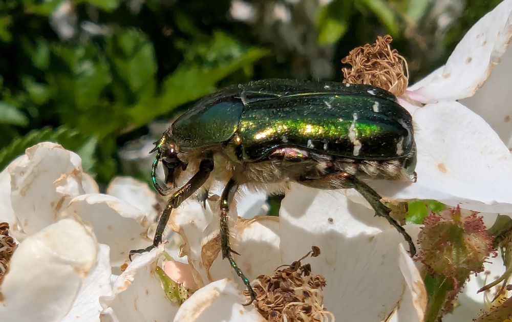 Cetonia aurata, cétoine dorée, sur des fleurs d'aubépine blanche, en macro.