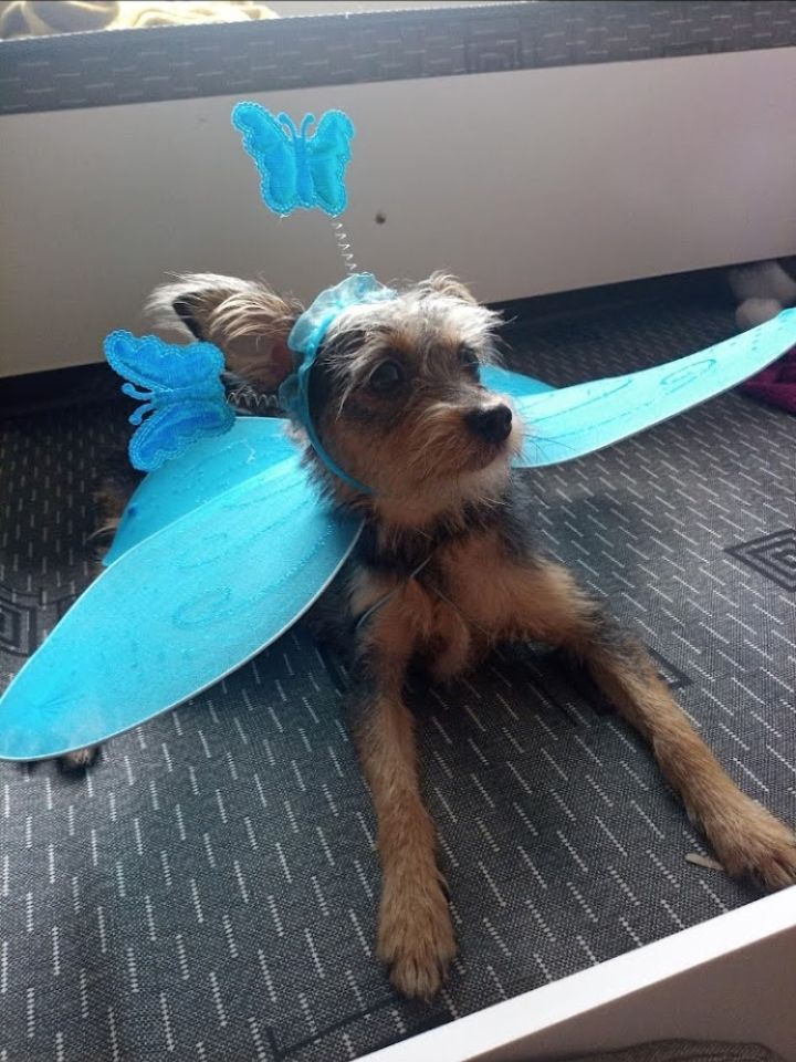 Foto da cã Marieta deitada em uma cama sem lençol. Aqui ela está usando uma tiara com duas antenas com borboletas azuis nas pontas e asas de borboleta também azuis.