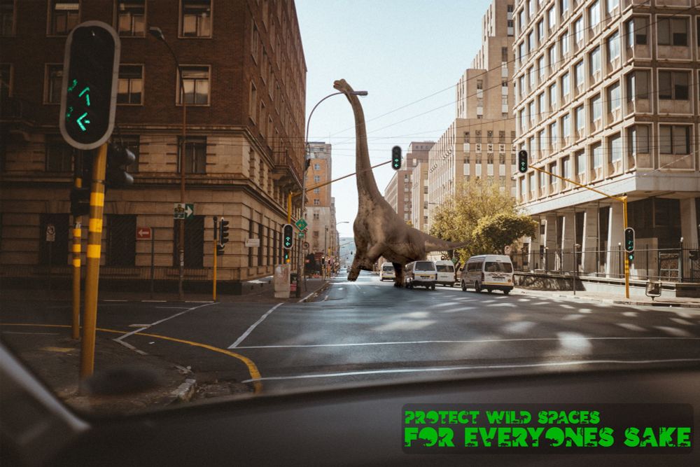 A dinosaur caught in electrical lines because their wild spaces weren’t respected