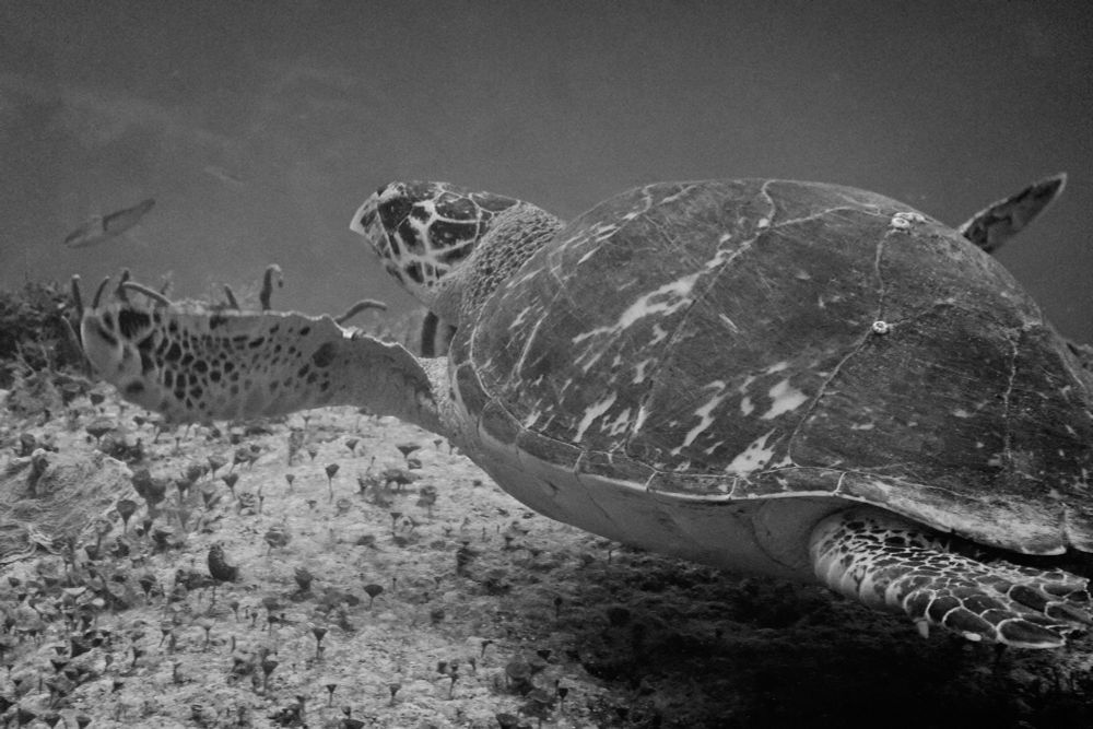 A black and white underwater image of a sea turtle gliding close to the seabed, with small fish and coral formations around it.