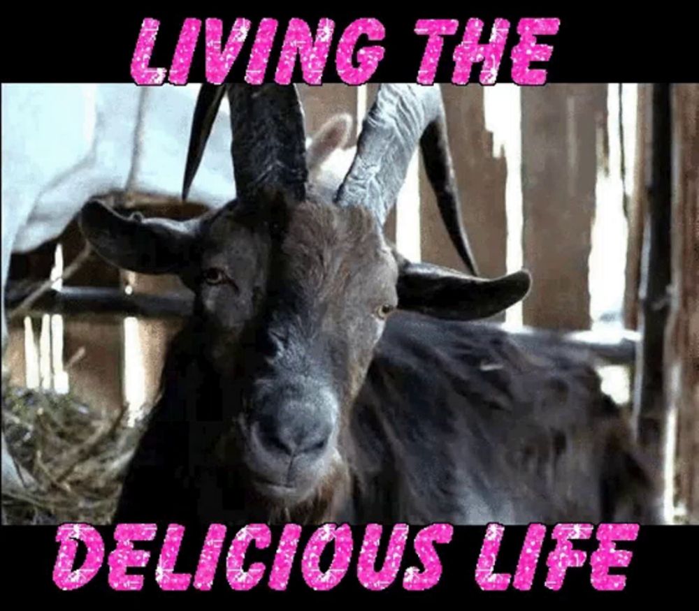 a picture of a goat with the words living the delicious life on it