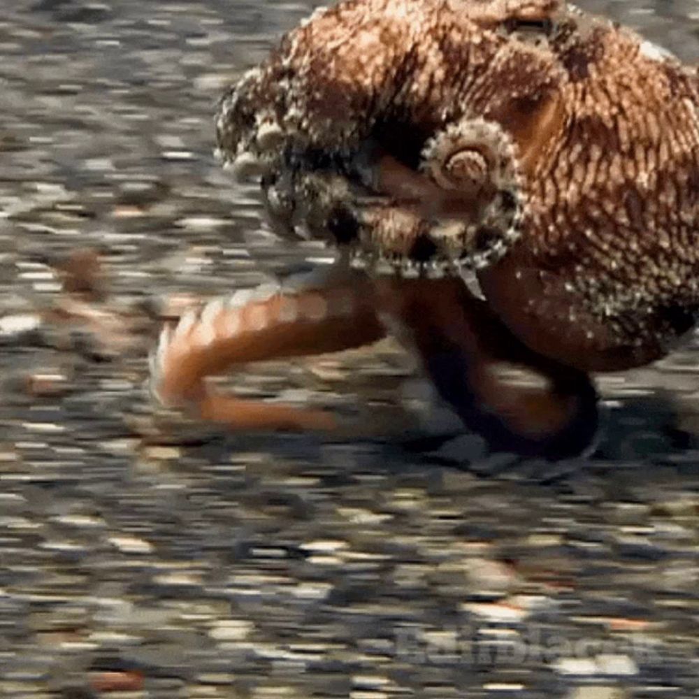 Octopus Walkingoctopus GIF