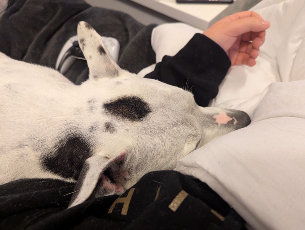 A large white dog with black spots sleeping with his head draped over a man's left arm. 