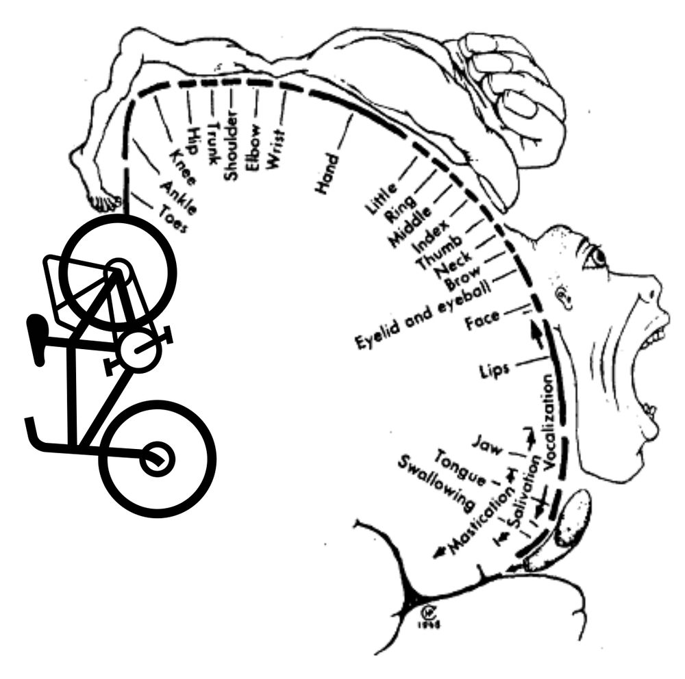 a motor map of the brain, which is mostly circular. there's a face and open mouth at three o'clock, a large hand at two o'clock, and a trunk and legs that extend backwards to about ten o'clock. at nine o'clock i've placed an icon of a bicycle 