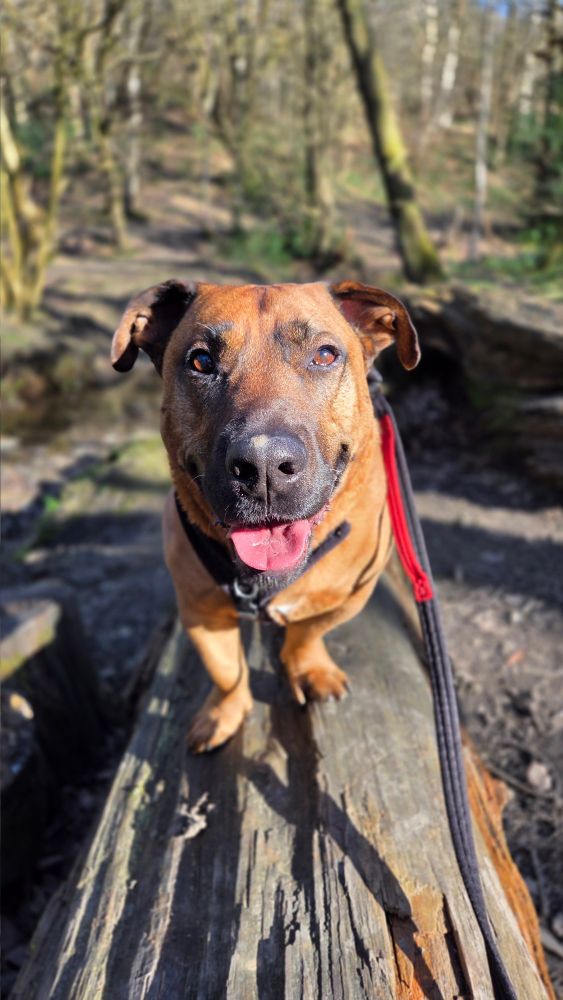 Short legged brown dog smiling at the camera on a log in a woodland 