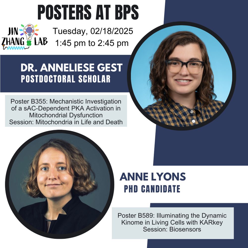 Dr. Anneliese Gest, a postdoc, will be presenting poster B355: Mechanistic Investigation of a sAC-Dependent PKA activation in mitochondrial dysfunction in the Mitochondria in life and death session
Anne Lyons, PhD Candidate, will be presenting poster B589: illuminating the dynamic kinome in living cells with KARkey in the Biosensors session.
The image contains a headshot for each, and the Jin Zhang lab logo 