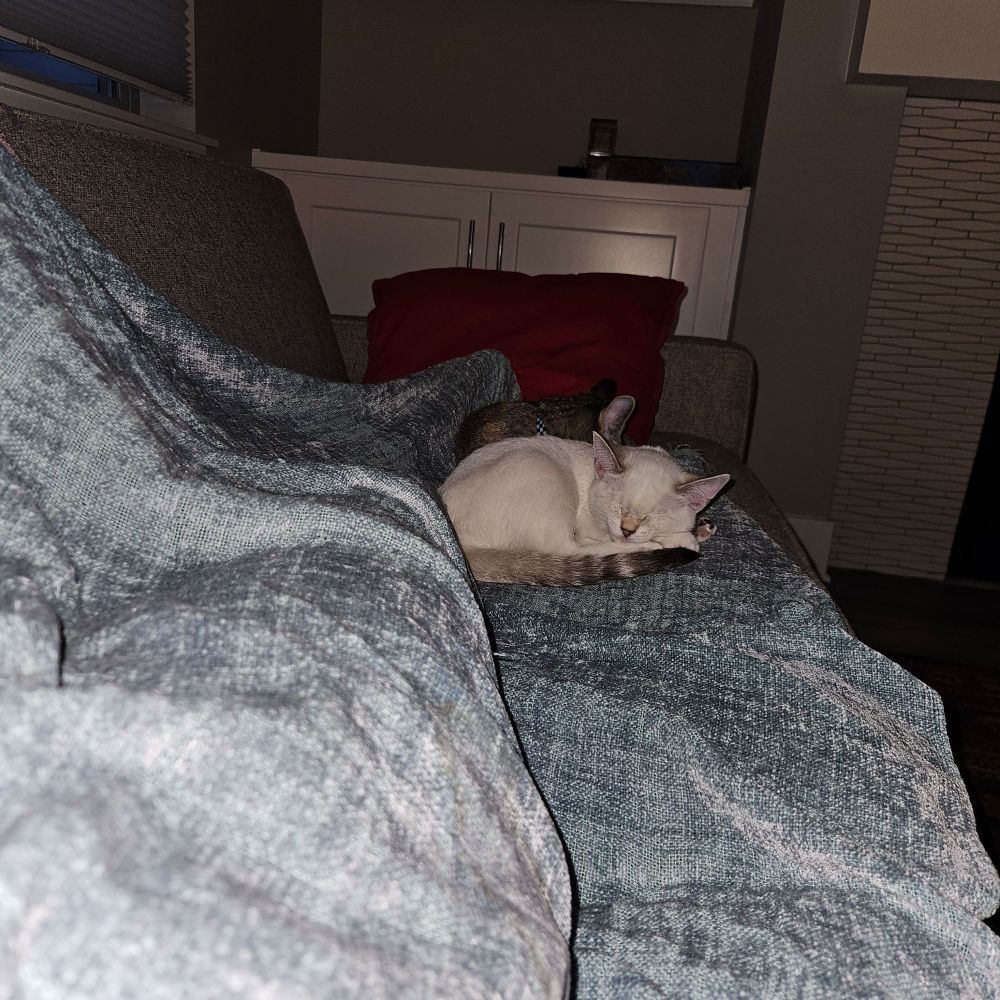 The girls sleep while I watch tv